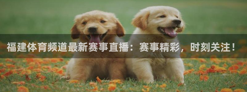 松鼠看球直播：福建体育频道最新赛事直播：赛事精彩，时刻关注！
