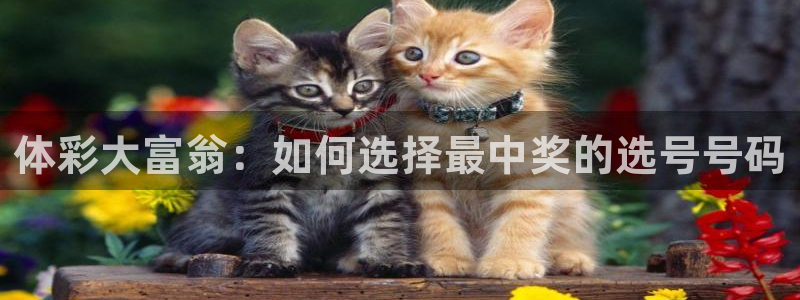 松鼠看球直播：体彩大富翁：如何选择最中奖的选号号码